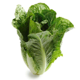 Erect lettuce