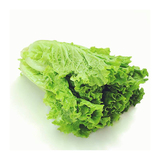 Mottle-leaf lettuce