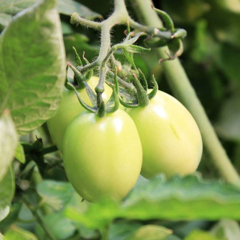 【小番茄】居家栽培小番茄 矮生粉色黄色红色小番茄*6颗