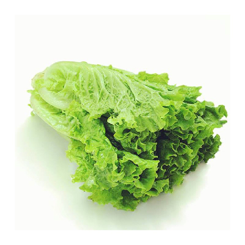 mottle-leaf lettuce